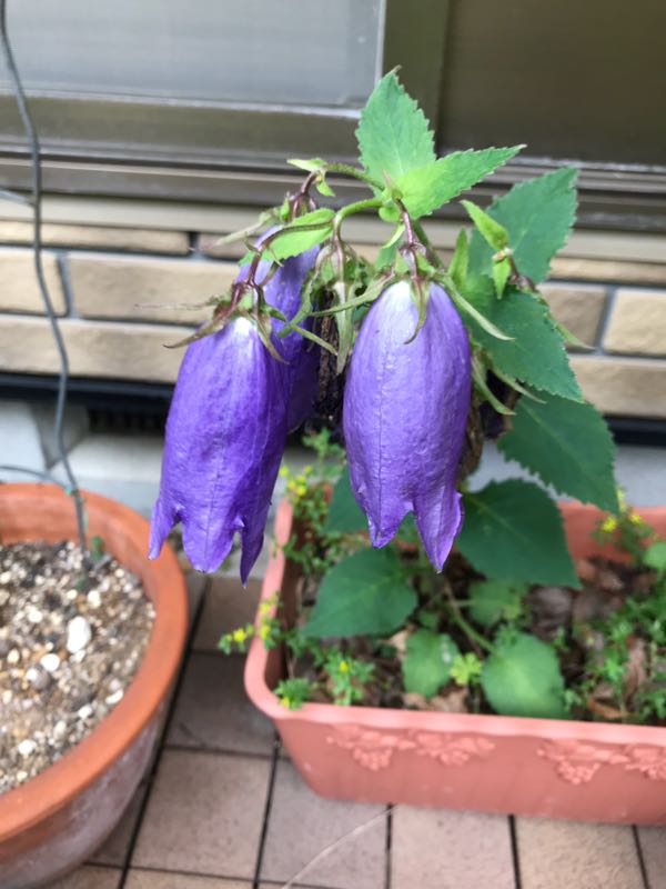 rblog-20180531150337-05.jpg