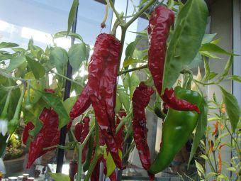 19.13  orinnpikku tougarasi.jpg