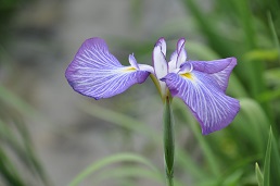 菖蒲城址、菖蒲園