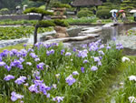ときわ公園しょうぶまつり.jpg