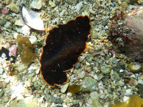 串本磯採集2017年4月中旬25　カリオヒラムシ（Callioplana marginata）