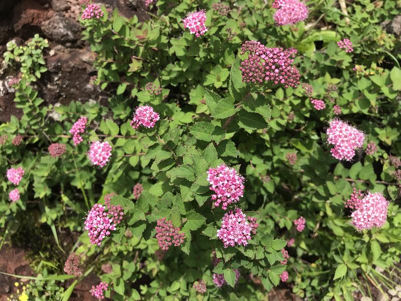 金時山の花たち | 醍醐山と下部（しもべ）温泉 - 楽天ブログ