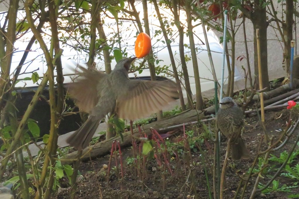 庭の鳥 メジロ用ミカンのヒヨドリ対策 ウグイスがミカンを食べた 大分金太郎の花鳥蝶月 楽天ブログ