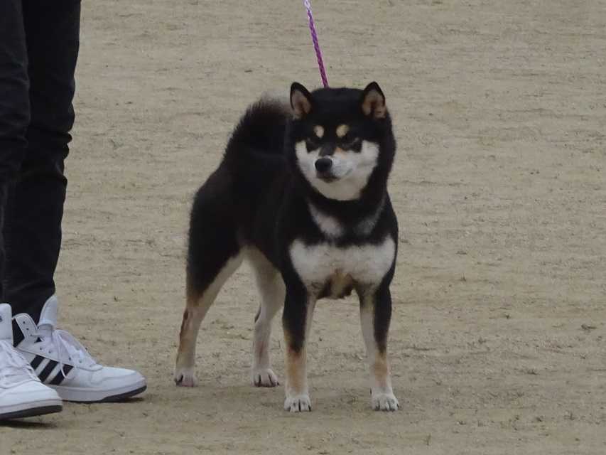 第１１７回全国展・福島～その４ 大臣賞決定戦～ | 柴楽日記 - 楽天ブログ