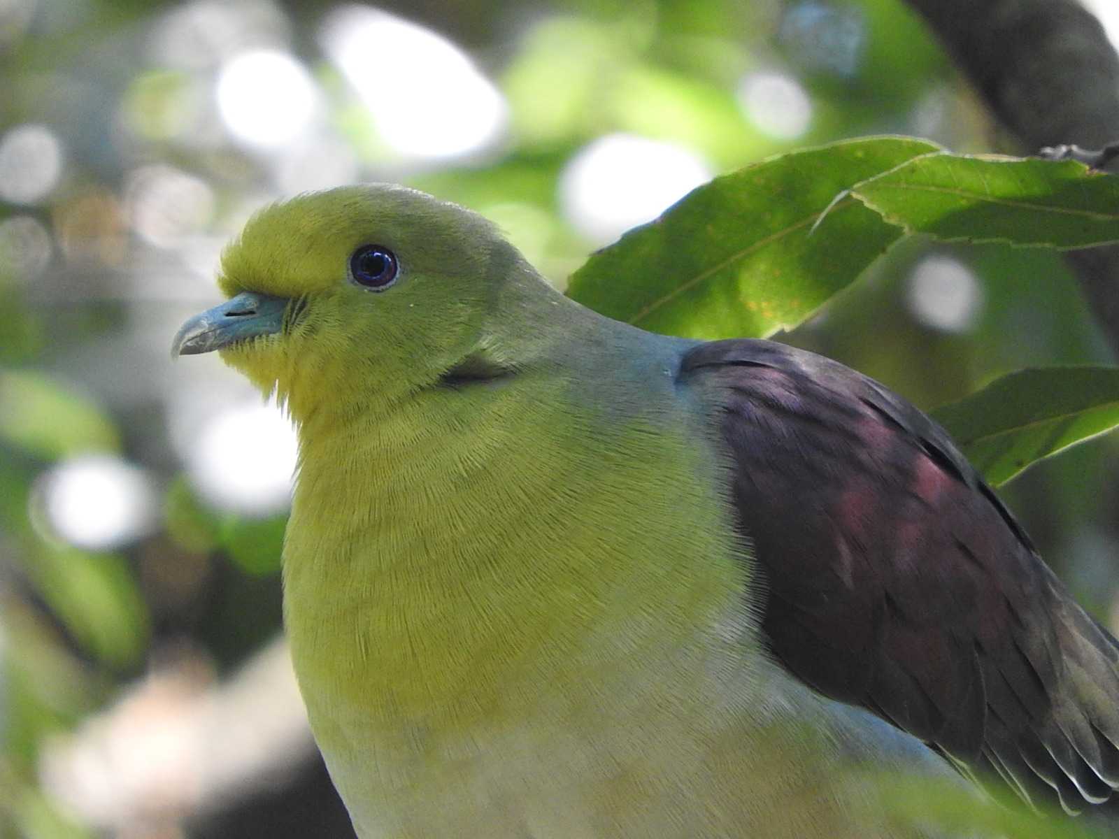 鳩 ハト 緑のハト アオバト かわいいハト 無料写真 Bevepop フリー 写真素材 楽天ブログ