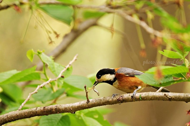 シジュウカラのプロポーズ