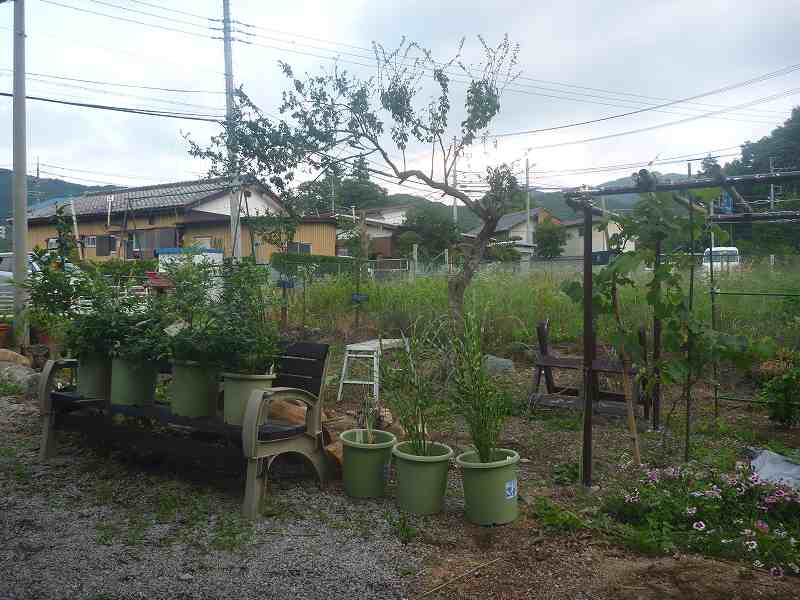 ちっちゃな果樹園。