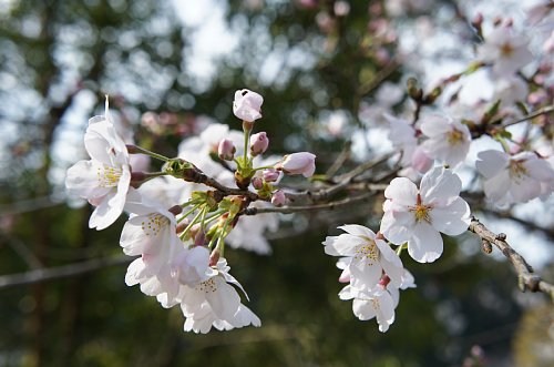 桜20140427-4