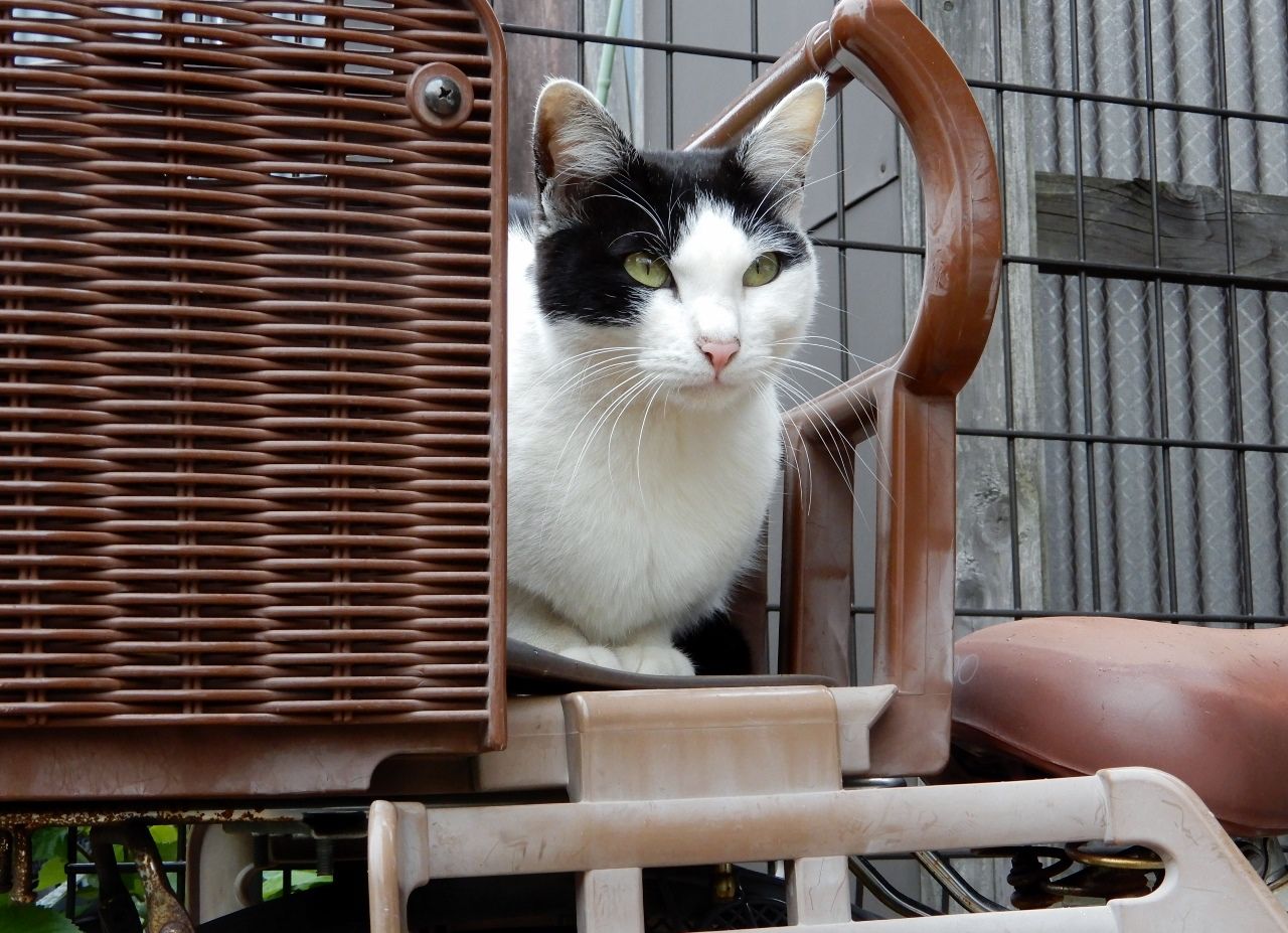 傘の下の猫たち の巻 人さまのネコ 楽天ブログ