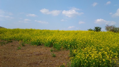 １２号墳前の菜の花