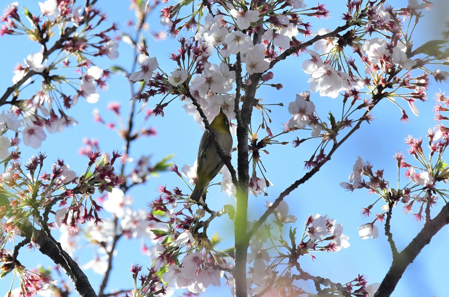 桜アトリ メジロ シメ 南風のメッセージ 楽天ブログ