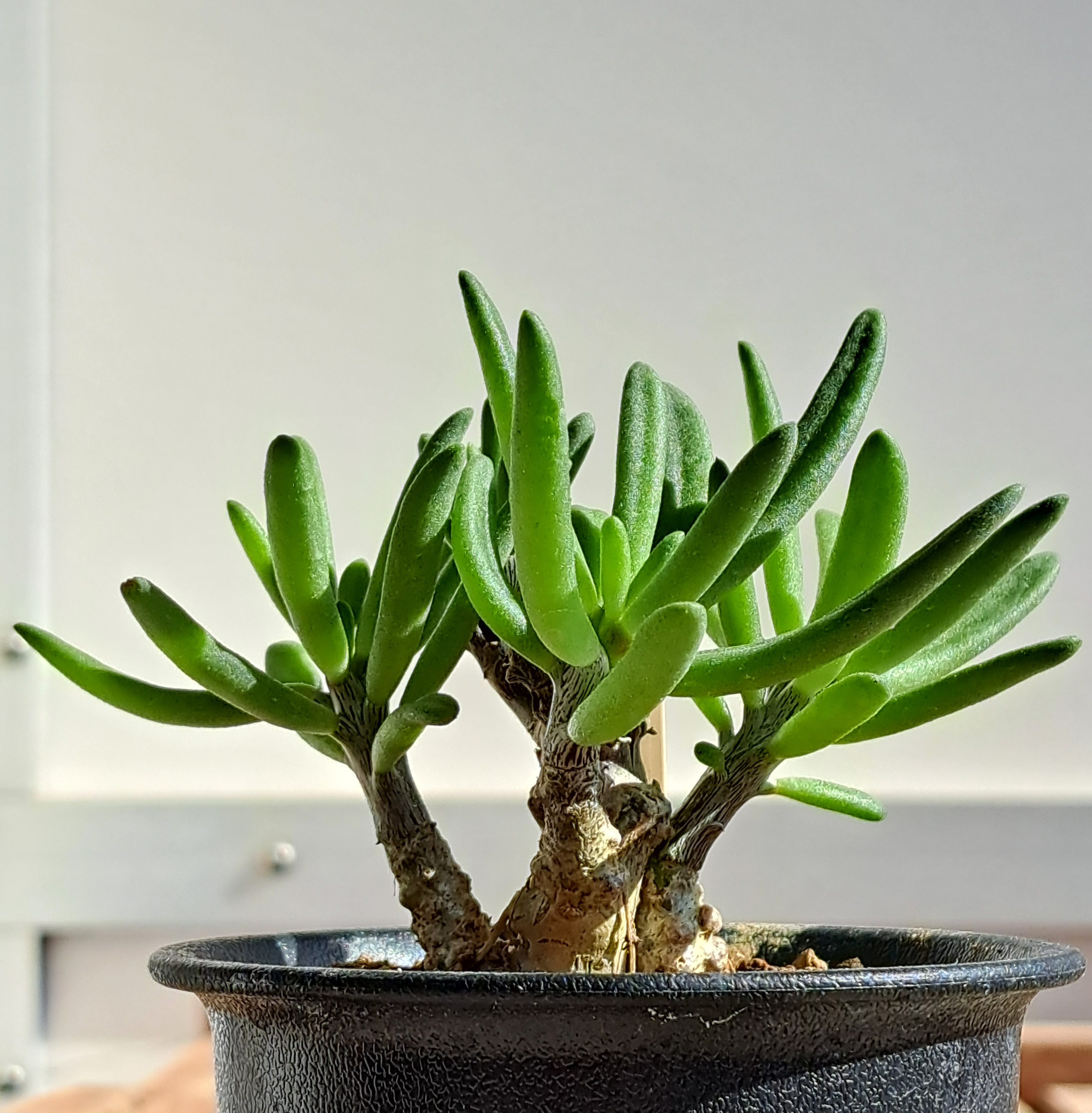 チレコドン・ストリアツスを買ったぞ！ | デルオの多肉日記 - 楽天ブログ