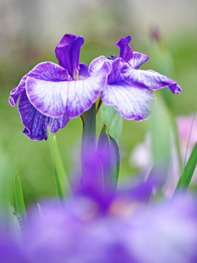 菖蒲２