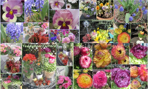 テディベアテラスガーデン２０１２春11.jpg