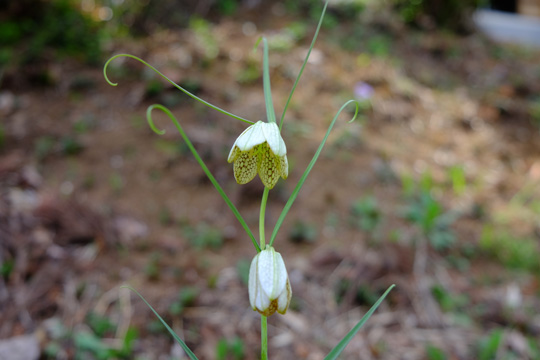 2016 03 31_2365.jpg