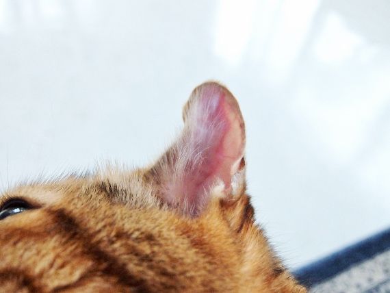 猫　病気　耳血腫(じけっしゅ) 耳　腫れ　水ぶくれ 犬