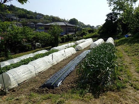 トマトわき芽かき 支柱たて 葉山野菜栽培記 5月初旬 暇人主婦の家庭菜園 楽天ブログ