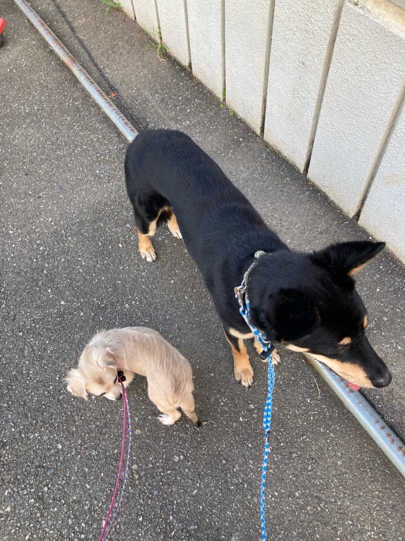 長く滞在している意味 古い平屋に犬 猫 と住む 楽天ブログ