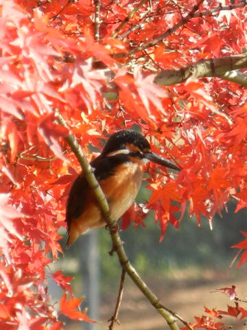 洗足池の野鳥