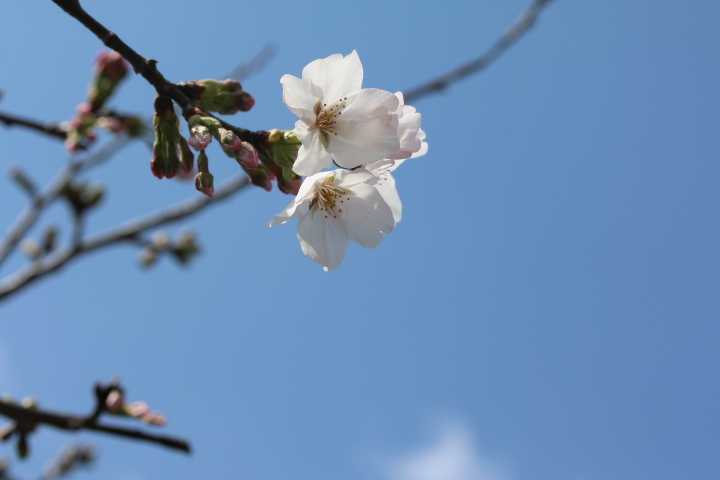 桜の開花 バラの新芽 春のプリティレディ Searching My Garden 楽天ブログ