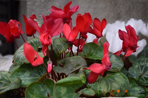 DSC_0066.jpg