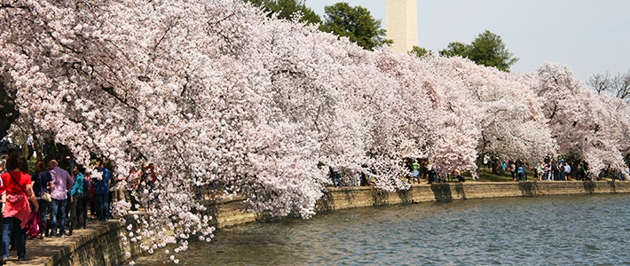 ポトマック川の桜堤