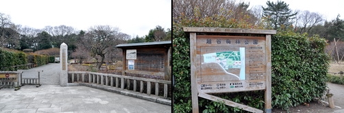 koshigaya_ume02.jpg