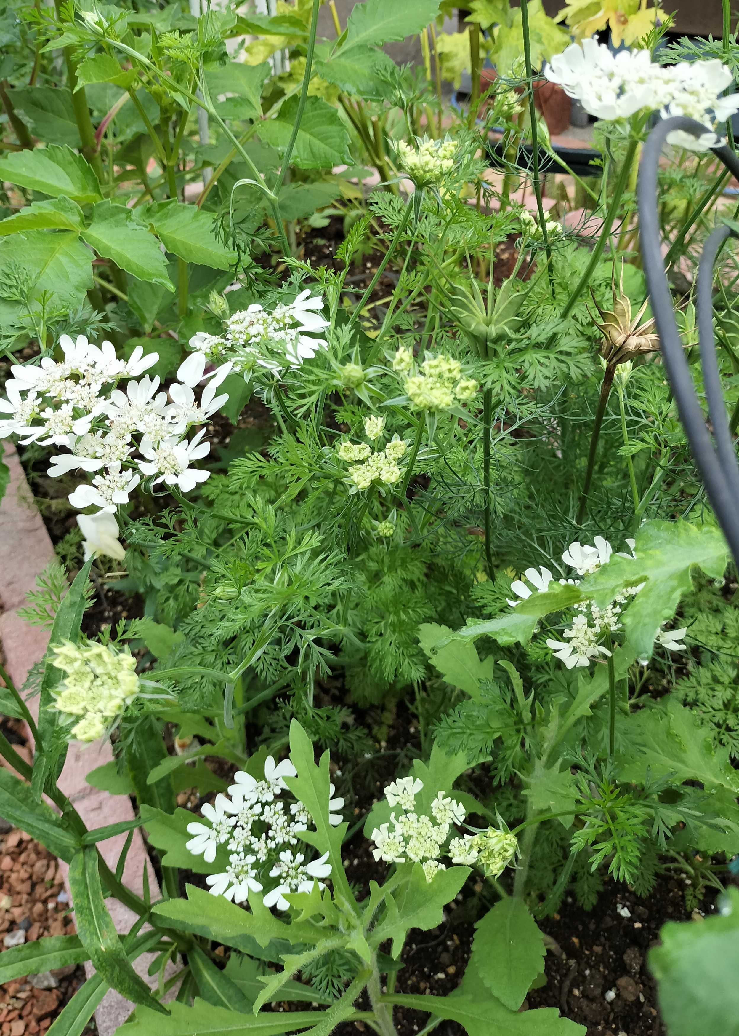 今の時期に咲く白い花 | たねをまく日々 - 楽天ブログ