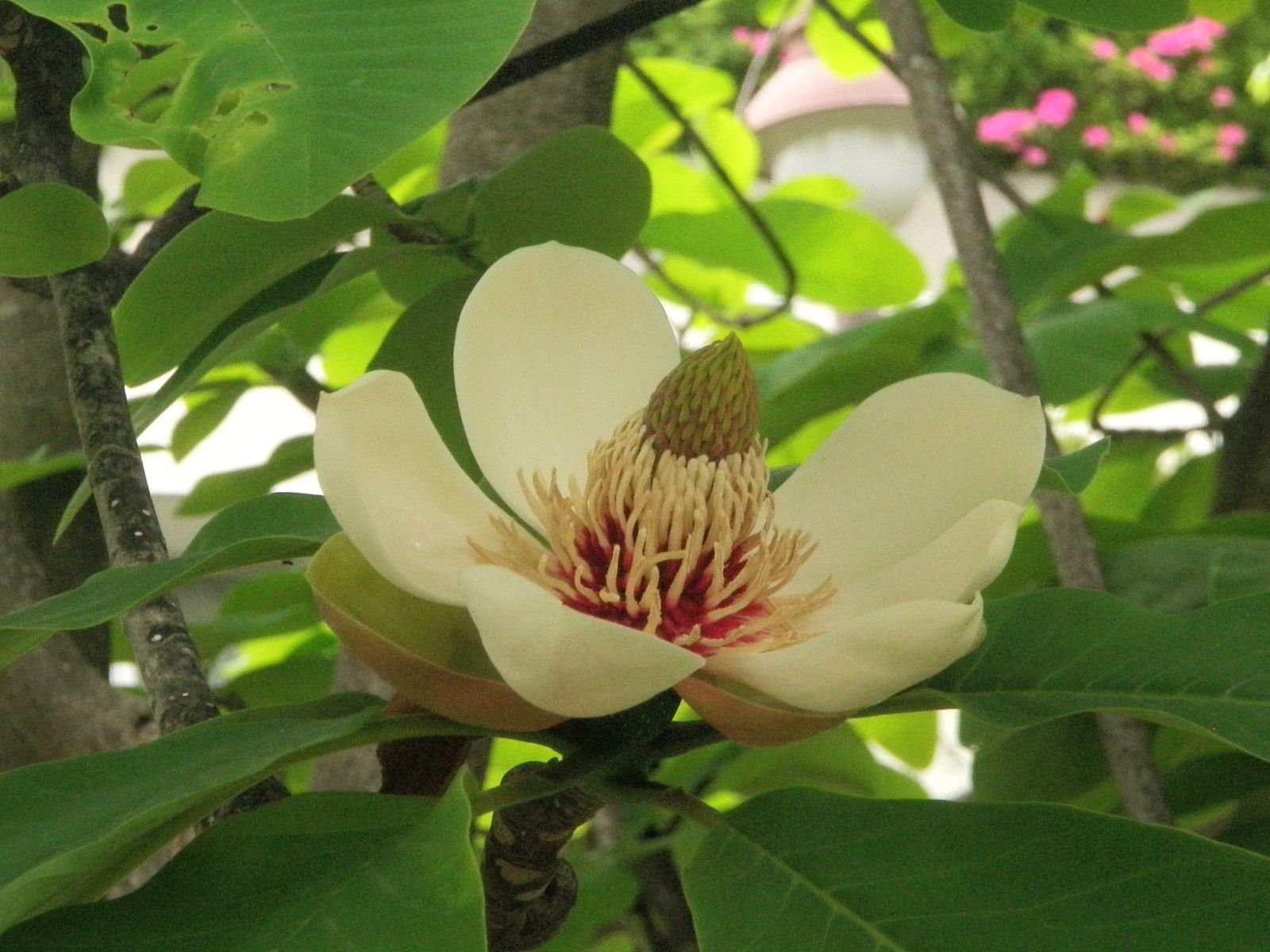 朴の花 四 季 折 々 俳 句 楽天ブログ