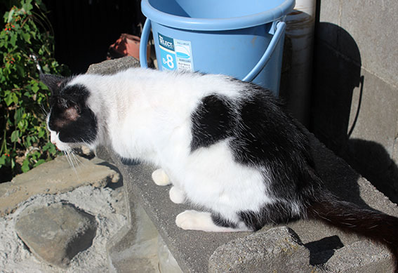 我が家のニャンコ♪2014/12/13-3