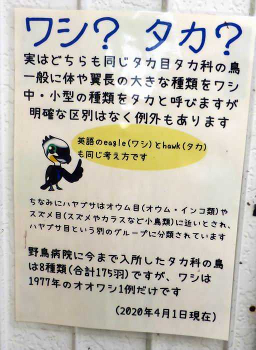 行徳野鳥観察舎のメジロとオオタカ ベルポンのうふふ２ 楽天ブログ