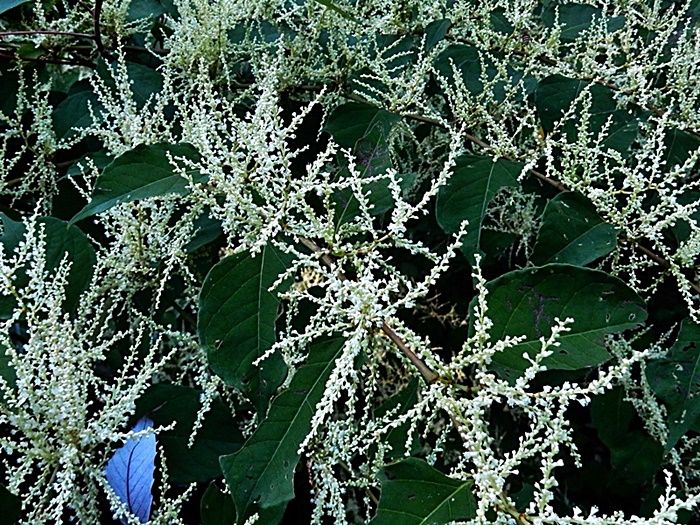 イタドリ雌花2