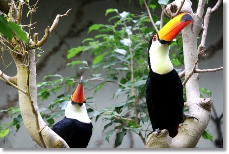 東京旅行-54 オニオオハシ-3 13.10.5