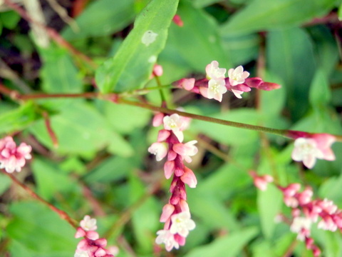 イヌタデの部分開花