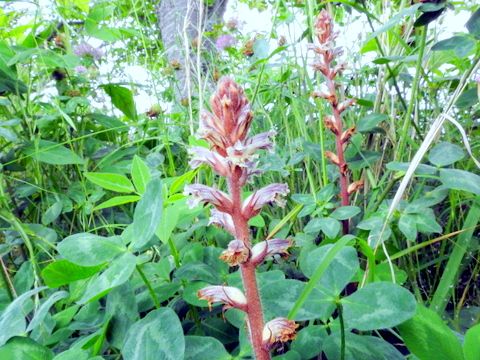 5ページ目の 花と園芸 三田のいのしし 見て歩き日記 楽天ブログ