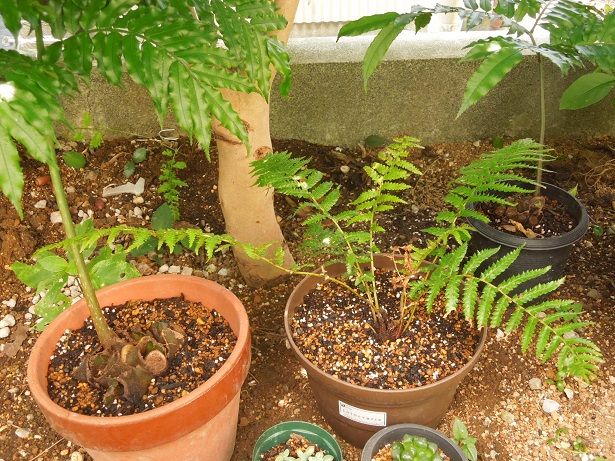 厳選 新葉 太株 ディクソニア アンタルクティカ Dicksonia 厳選 新葉 太株 ディクソニア アンタルクティカ Dicksonia