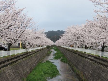 15.04.04桜１.JPG