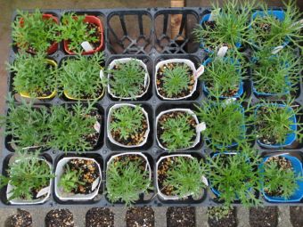 マーガレットの挿し芽株