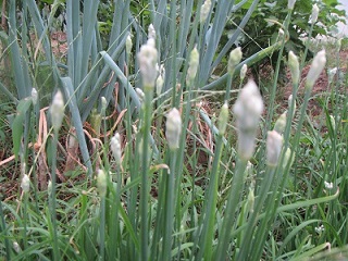 花１２ニラつぼみ.jpg
