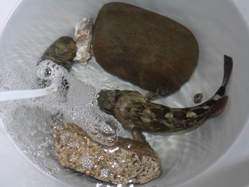 がしっぺ水換え (2)