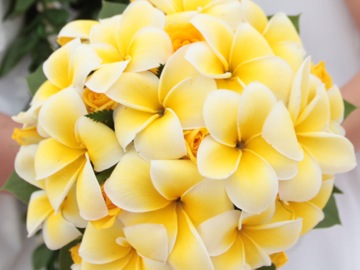 Plumeria