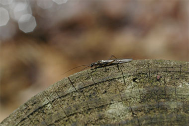 オナシカワゲラ