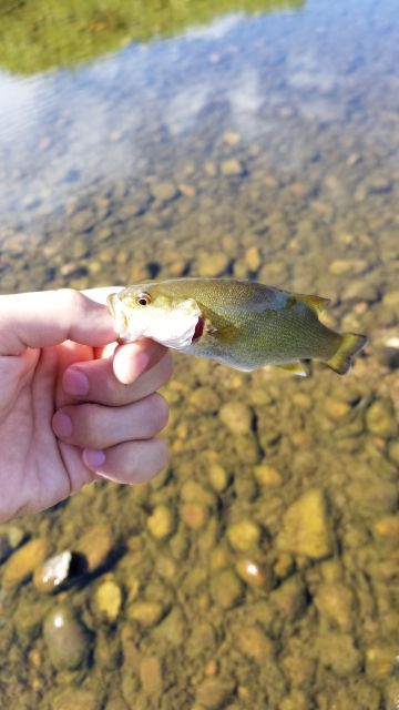 見えバスを放置にて 新潟fishing Life 私と 釣りと 生活と 楽天ブログ