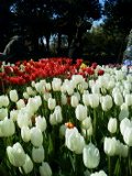 tulip.jpg