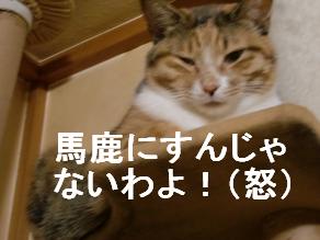 馬鹿するな.JPG