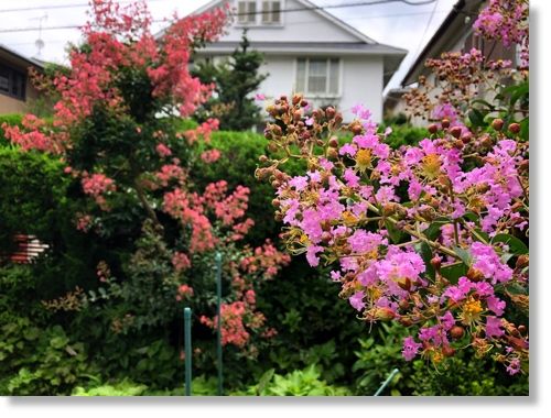 一才サルスベリ 7月の庭の花 末摘む花の雑記帳 楽天ブログ