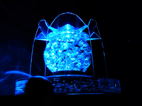 金魚５
