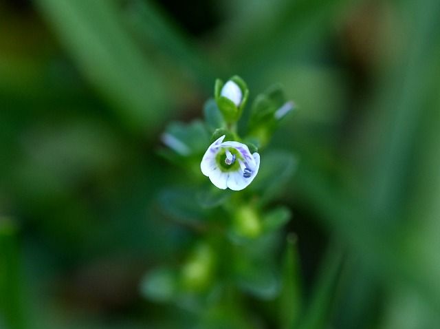 初秋の入笠山に咲く花 トリカブト トモエシオガマ コテングクワガタほか Himekyonの部屋 楽天ブログ