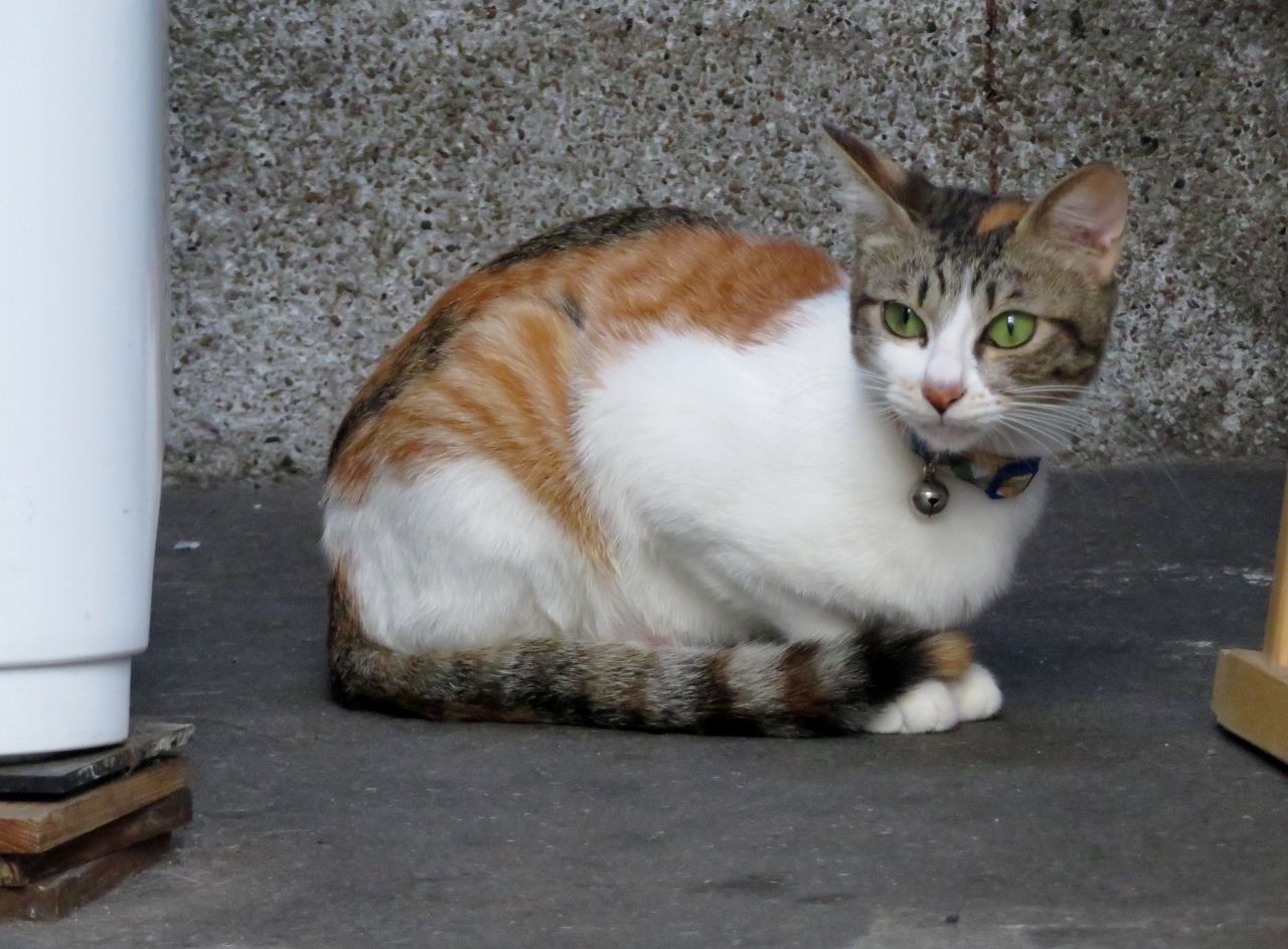 本日の撮影は 雨天中止になりました の巻 人さまのネコ 楽天ブログ