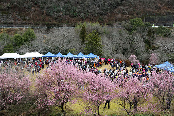 美郷梅の花ウォーク-02♪